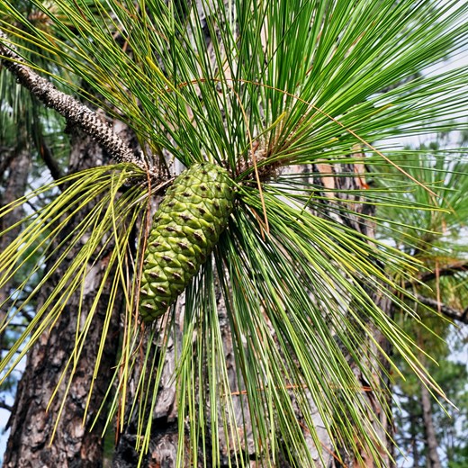 Longleaf Ridge - Longleaf Pine Cone