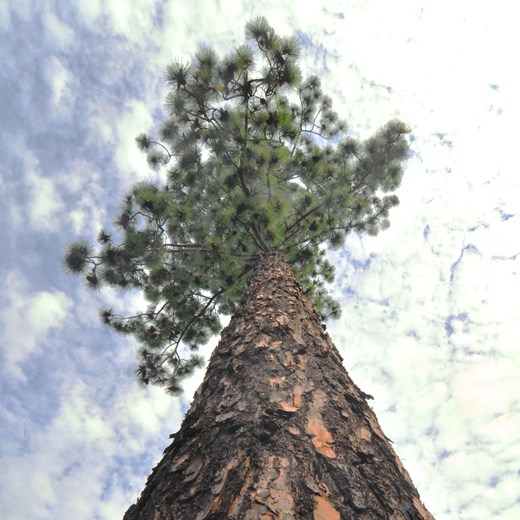 Longleaf Ridge - Mature Longleaf Pine on Longleaf Ridge Conservation Easement