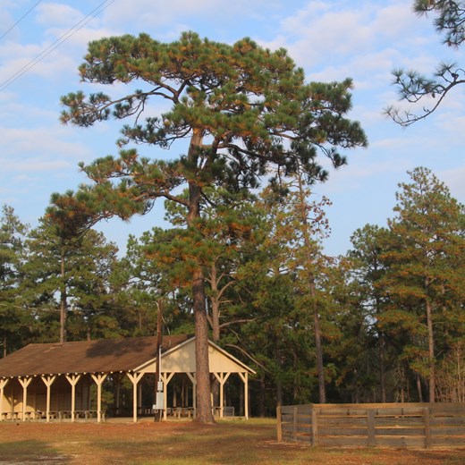 Old Flat Top Longleaf at East Texas Baptist Encampment, Newton County