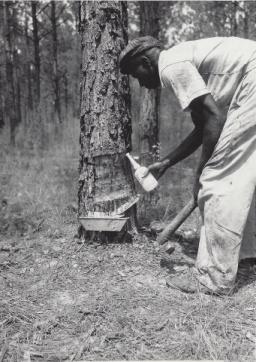 Longleaf inspection