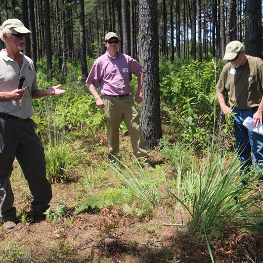 Ike McWhorter Dicussing Eastern Gammagrass in Loblolly Plantation
