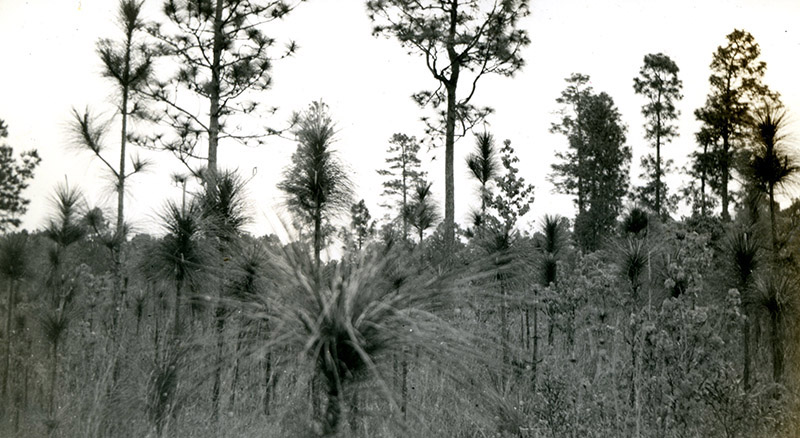 Longleaf in 1939 on the Angelina National Forest, Photo 2