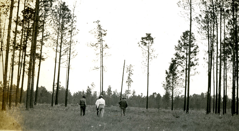 Longleaf in 1939 on the Angelina National Forest, Photo 4