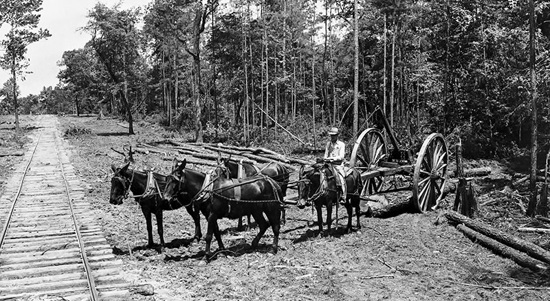 Forest Industries and Products-Mule Team Logging-W.T. Carter Holdings, Photo 7