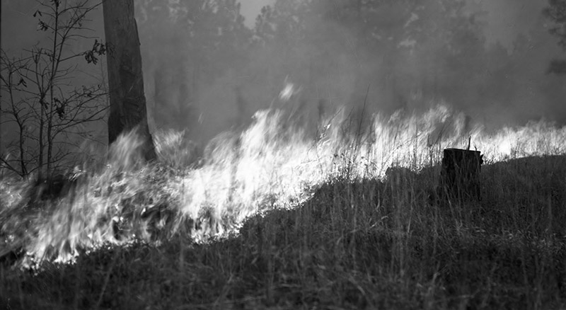Forest Fire Protection-Widlfire in Longleaf Near Hillister, Photo 9