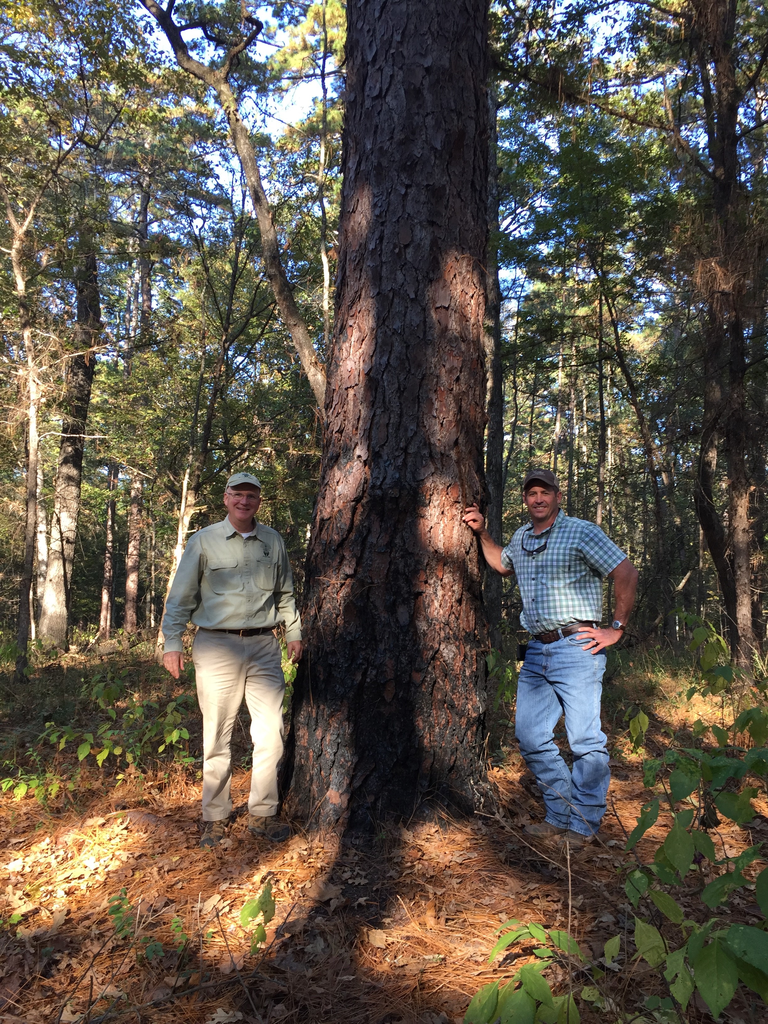 Robert Abernethy, Longleaf Alliance, and Robert Sanders, Boggy Slough Manager, standing next to the recently recognized Texas Champion Longleaf Pine Tree. Photo credit: Kent Evans