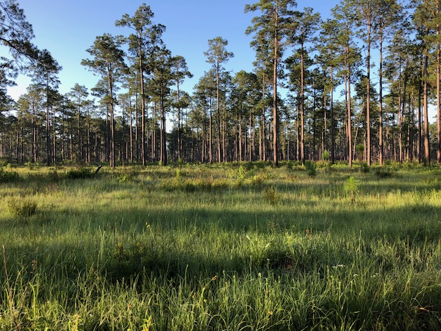 Landscape of old slash pine with regular burning by the Texas A&M Forest Service produced amazing understory typical of 