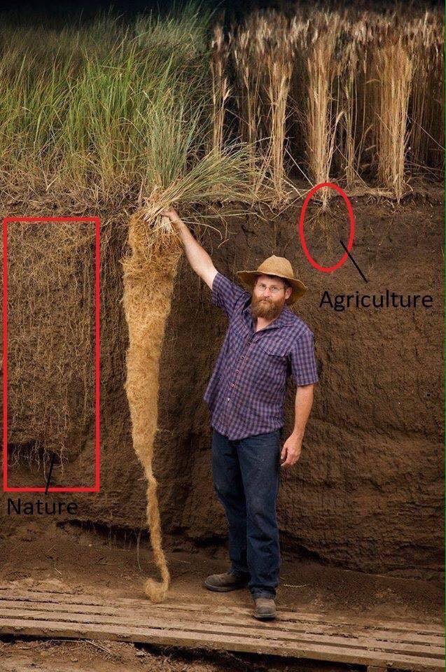 Nebraska educator standing next to bluestem grass contrasted to annual grain crop root depths. (From the images of the tall grass prairie center)