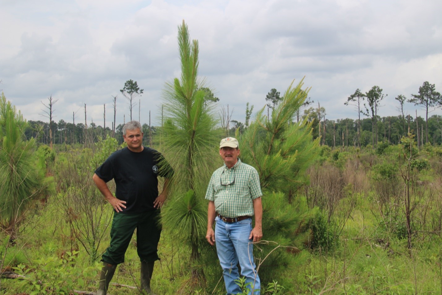 Replanted Longleaf in National Forest, Kerry Hogg, USFS, and Kent Evans, USFS retired