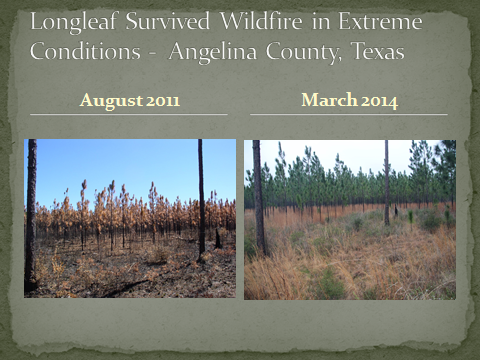 Longleaf Survived Wildfire in Extreme Conditions Angelina County, Texas