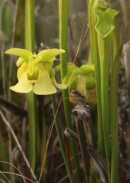 Yellow Pitcher Plant (Sarracenia alata)