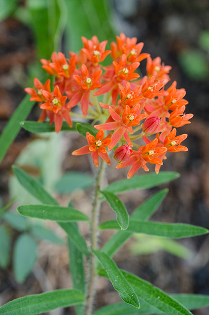Butterfly Weed (Asclepias tuberosa)