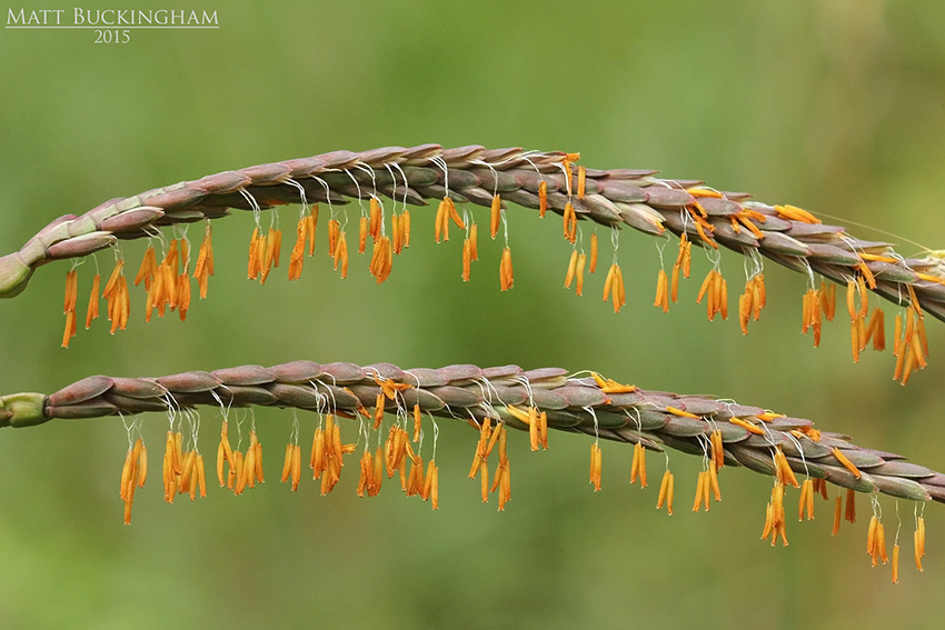 Eastern Gama Grass (Tripsacum dactyloides)