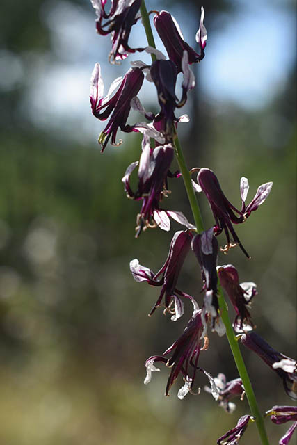 Smooth Jewelflower (Streptanthus hyacinthoides)