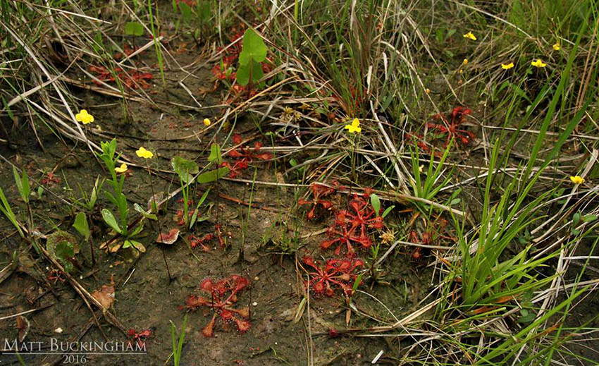 Dwarf Sundew (Drosera brevifolia)