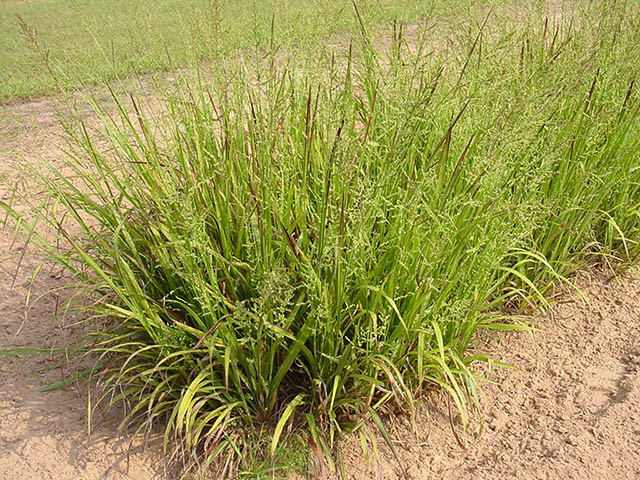 <strong>Left:</strong> Beaked Panicum or Panicgrass (Panicum anceps)<br><strong>Right:</strong> Beaked Panicum or Panicgrass (Panicum anceps) (seed head)