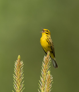 Are Birds Benefitting from Texas Longleaf Conservation Efforts? (Preliminary Report)