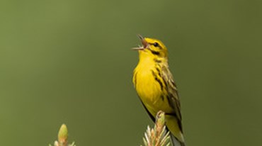 Are Birds Benefitting from Texas Longleaf Conservation Efforts? (Preliminary Report)