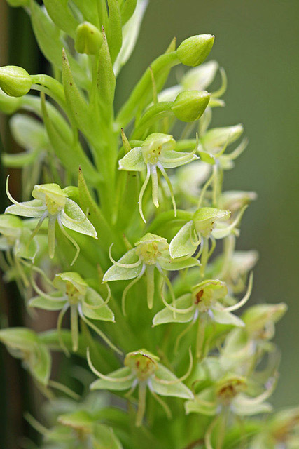 Waterspider Bog Orchid (Habenaria repens)