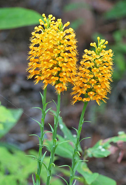 Crested Yellow Orchid (Platanthera cristata)