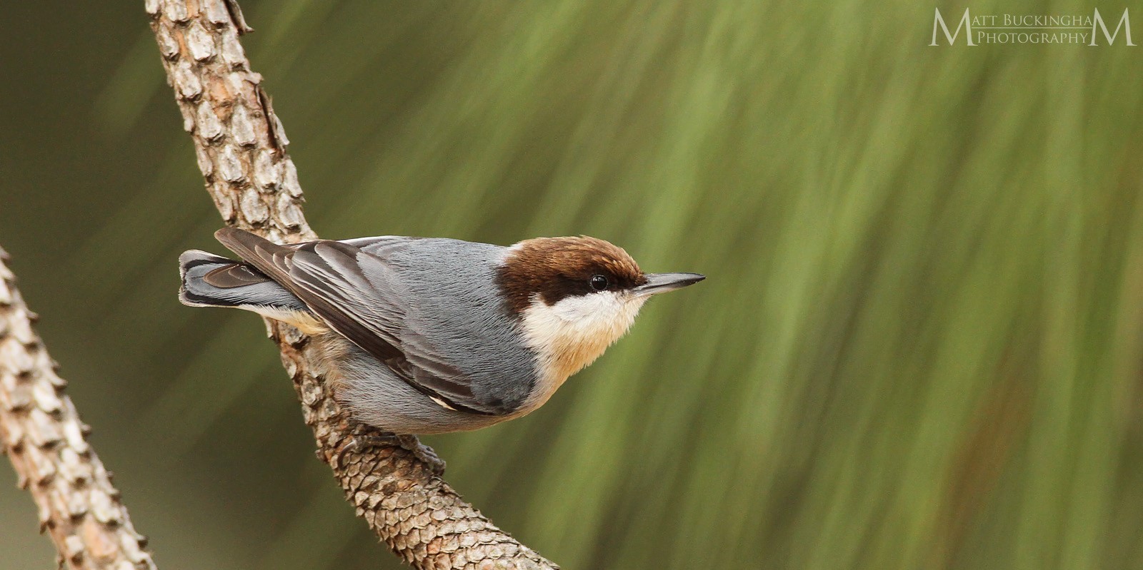Bird Species of the Longleaf Pine Ecosystem