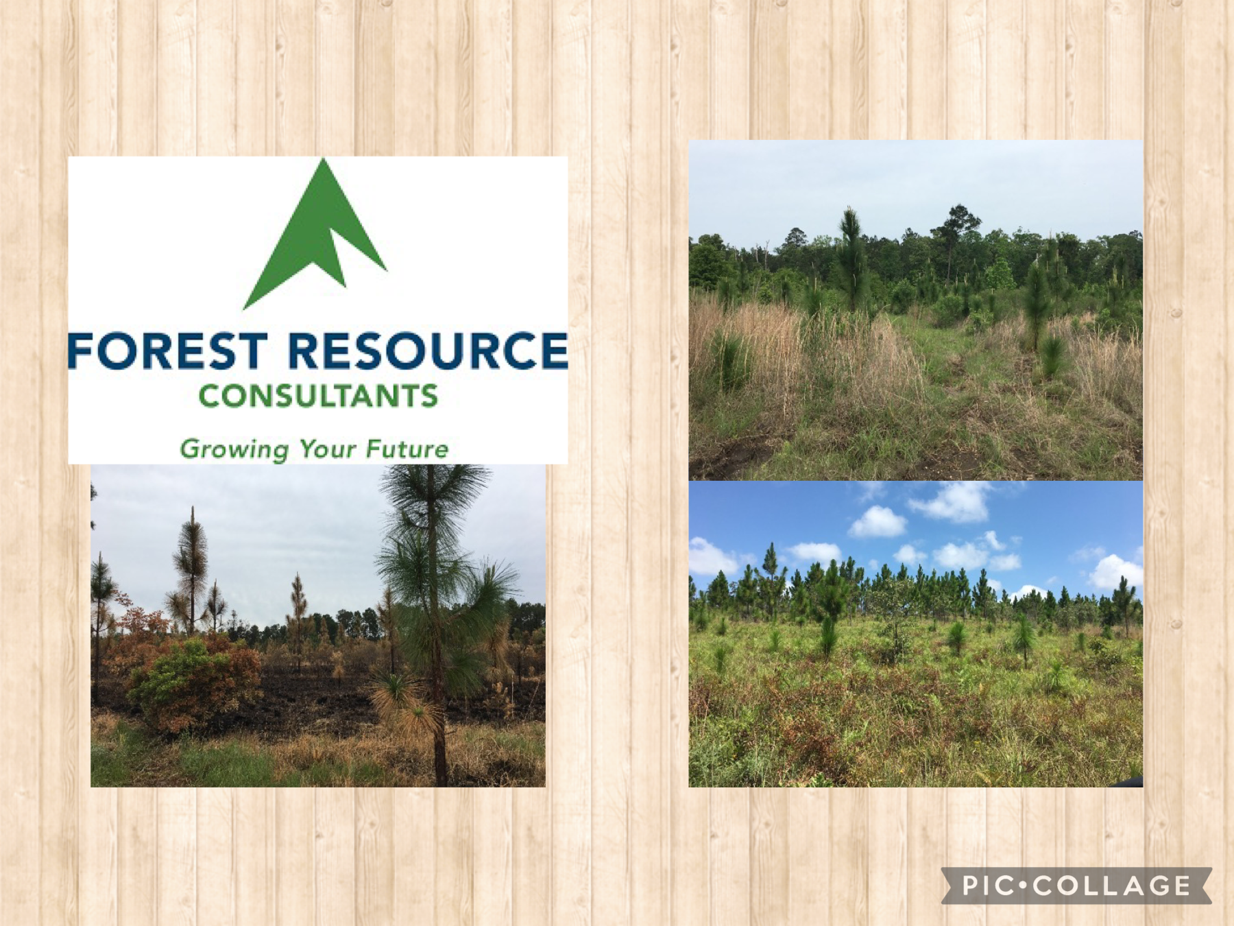 FRC Receives "Notable Practice" for Longleaf Restoration
