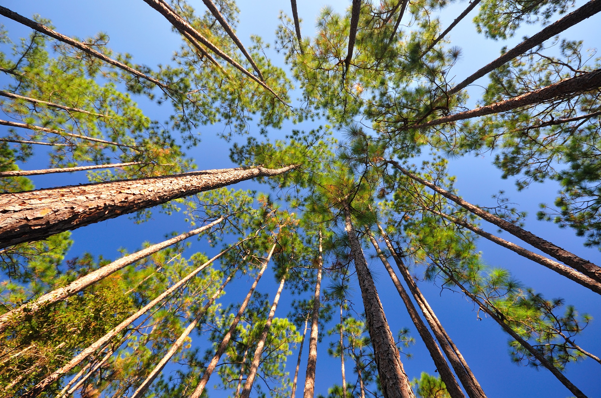 Texas Longleaf Team: How Fire Makes A Forest
