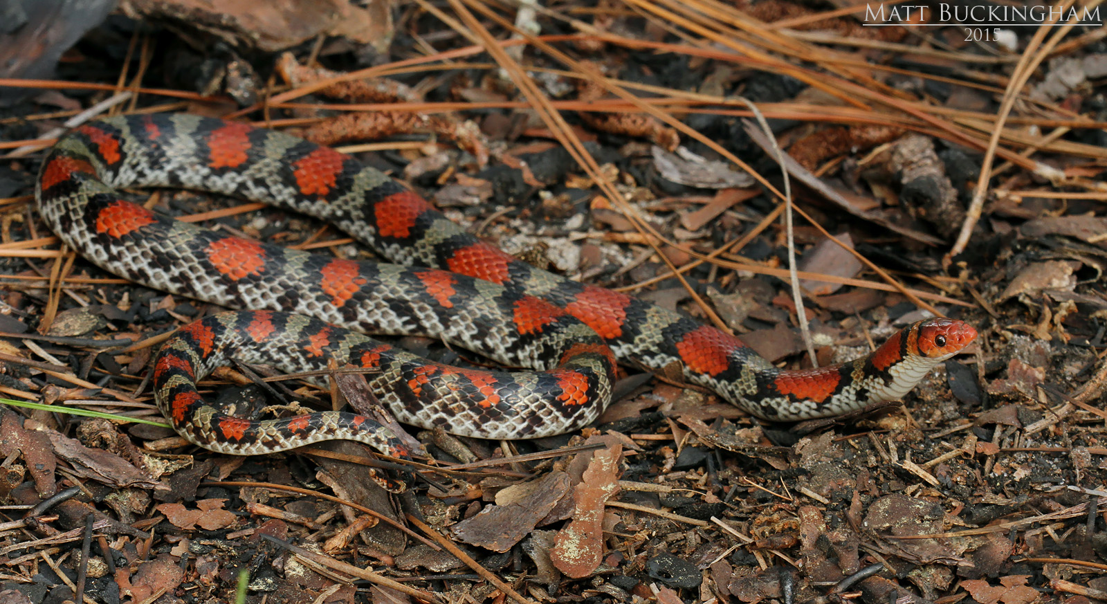 Reptiles and Amphibians of the Longleaf Pine Ecosystem