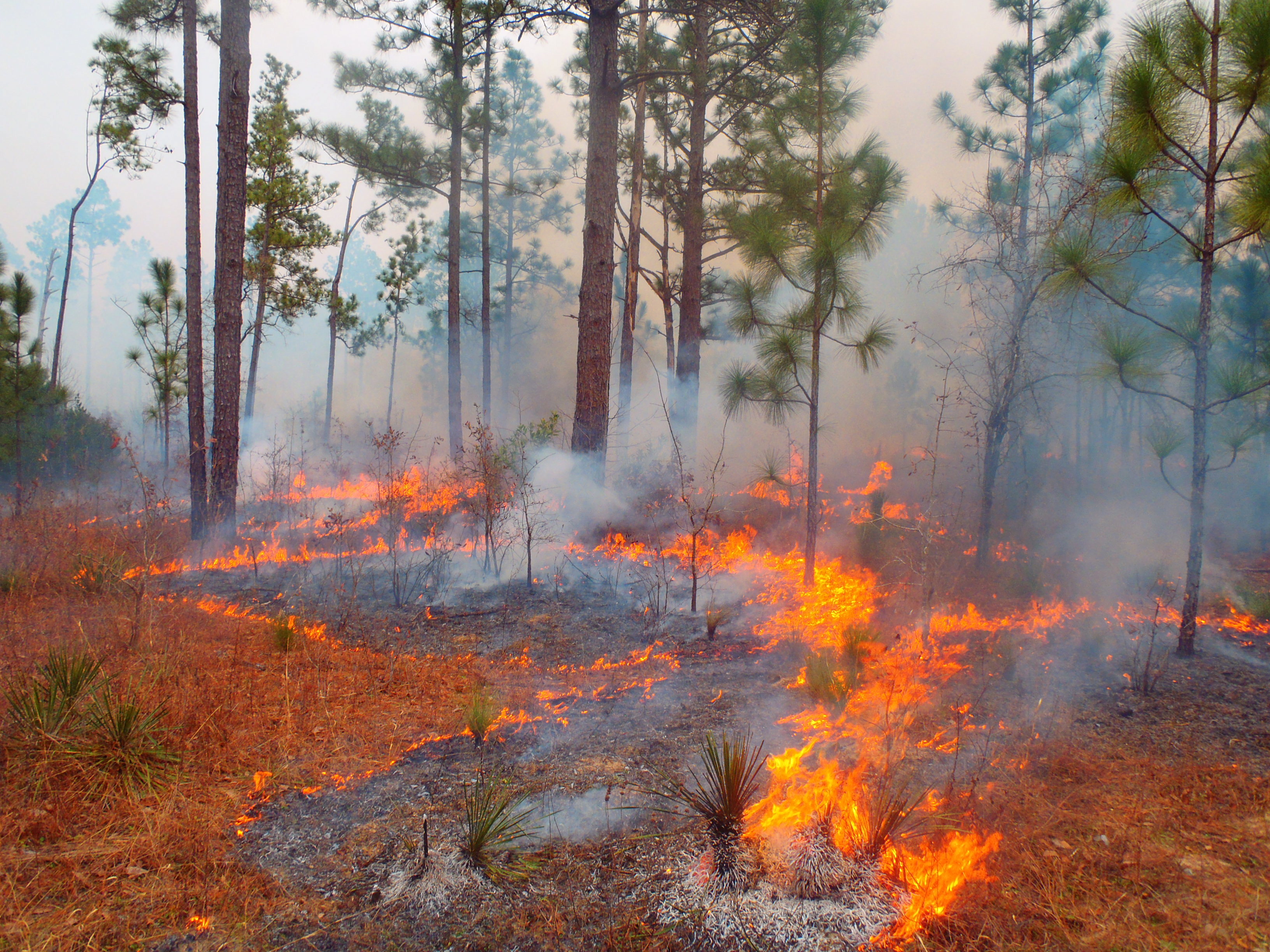 HEB Funds TLT's Longleaf Pine Restoration