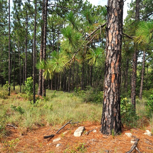 Longleaf Ridge - Longleaf Pine and Cones