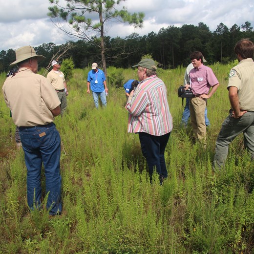 Participants Evaluating Band Spray to Release Longleaf Seedlings