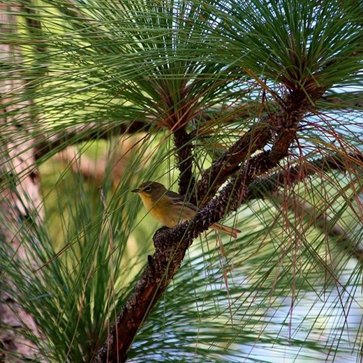Pine Warbler in Longleaf Pine at Sandylands Preserve credit Rachel Rommel.