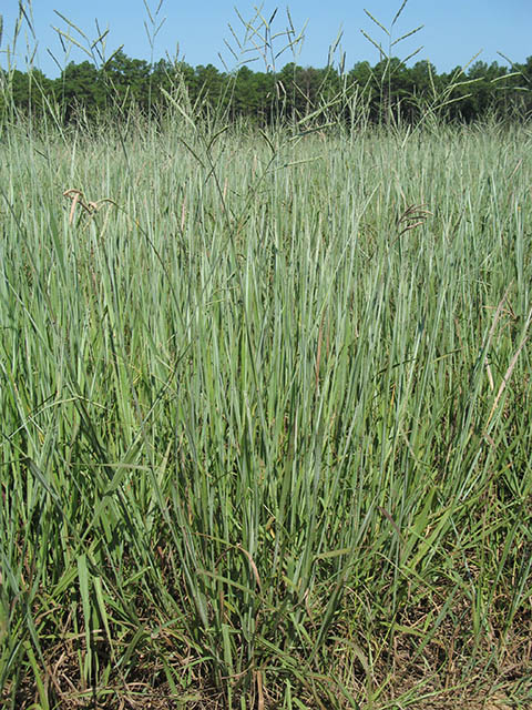 <strong>Left:</strong> Florida Paspalum (Paspalum floridanum)<br><strong>Right:</strong> Florida Paspalum (Paspalum floridanum) (seed head)