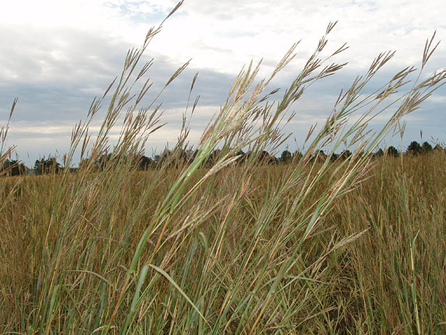 <strong>Left:</strong> KAW Big Bluestem (Andropogon gerardii)<br><strong>Right:</strong> KAW Big Bluestem (Andropogon gerardii) (seed head)