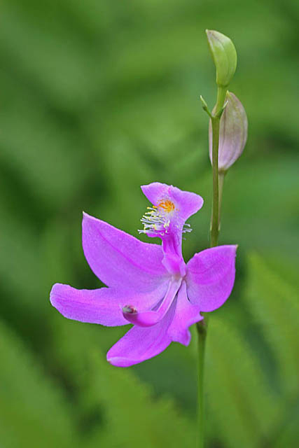 Grass Pink Orchid or Tuberous Grass Pink (Calopogon tuberosus)